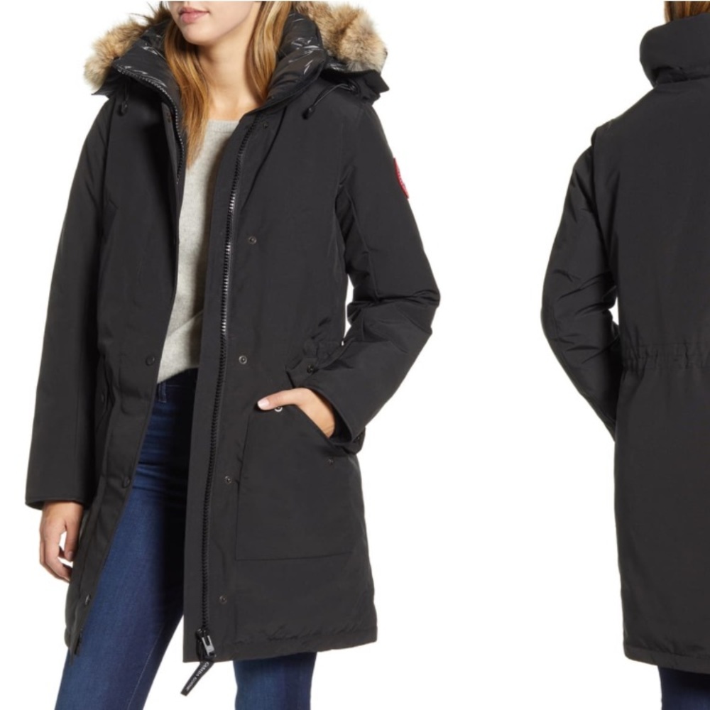 New Canada goose Ellesmere Arctic Tech